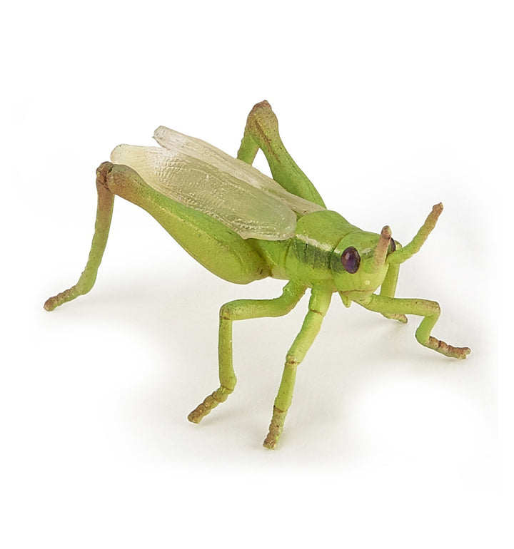 Grasshopper