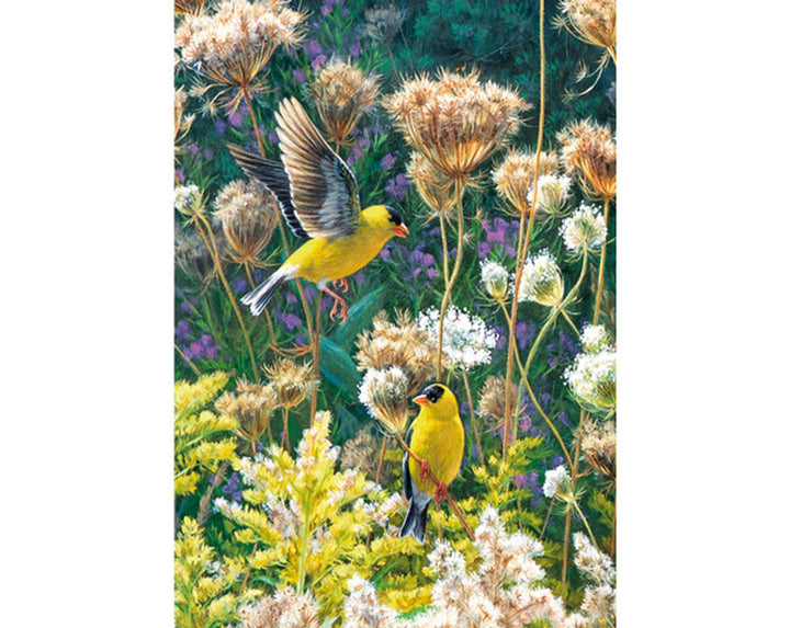 American Goldfinches 500