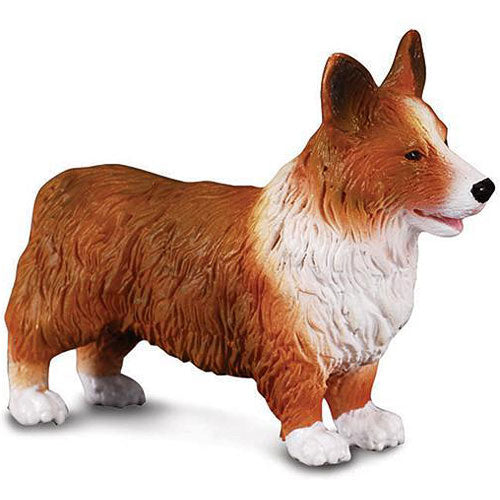 Welsh Corgi