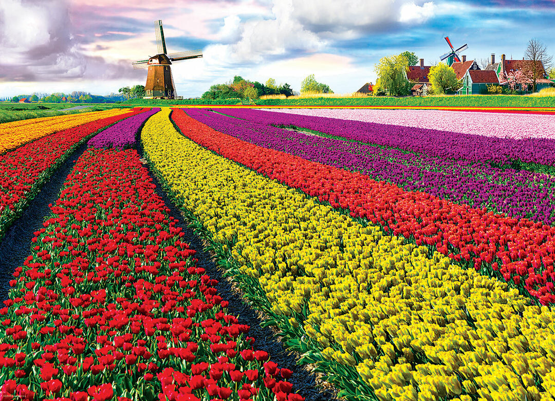 Tulip Field - Netherlands 1000-Piece Puzzle.