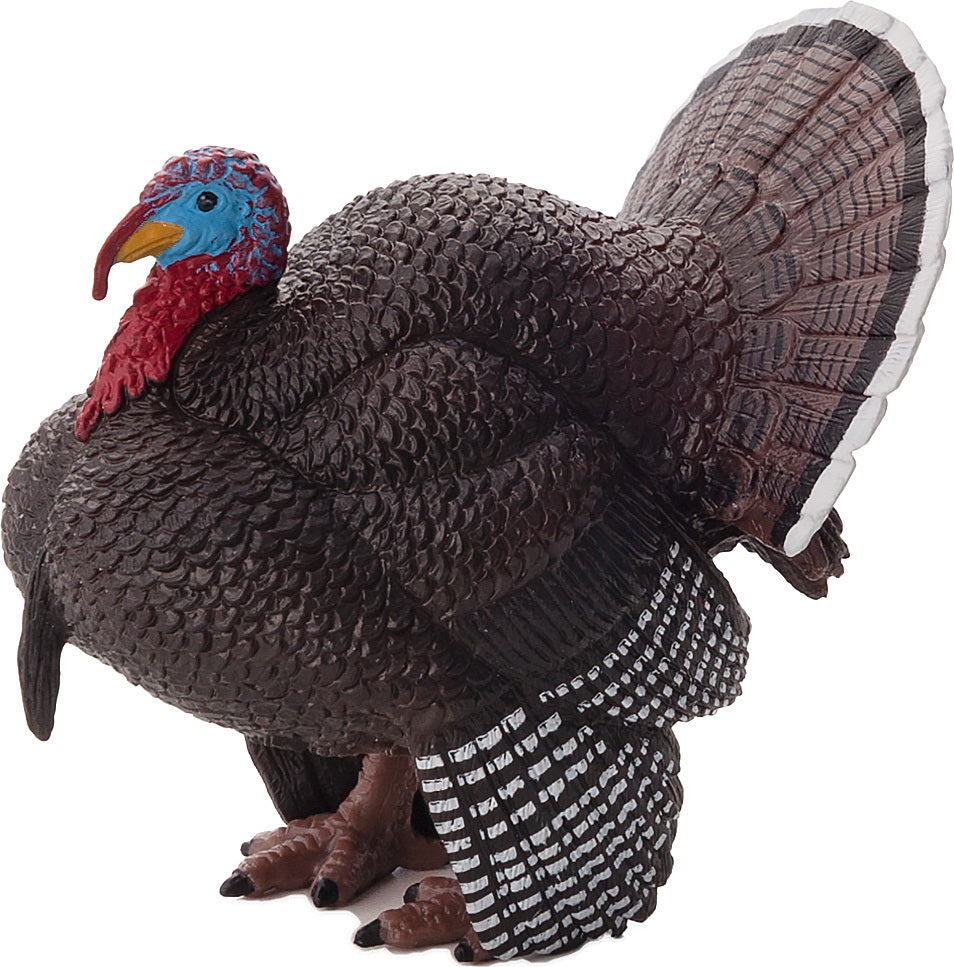 Male Turkey