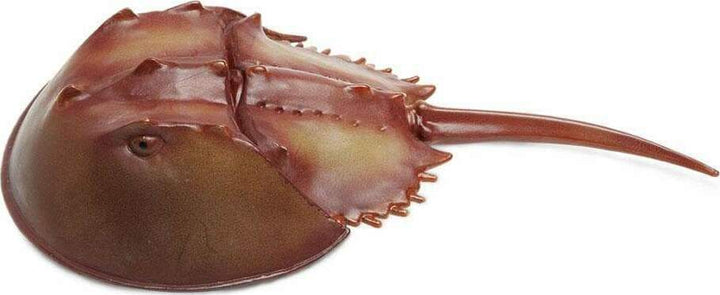 Horseshoe Crab