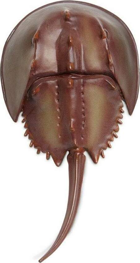 Horseshoe Crab