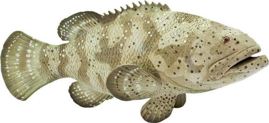 Goliath Grouper Toy