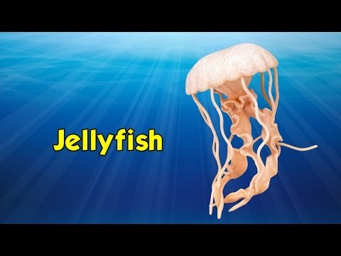 Jellyfish Toy