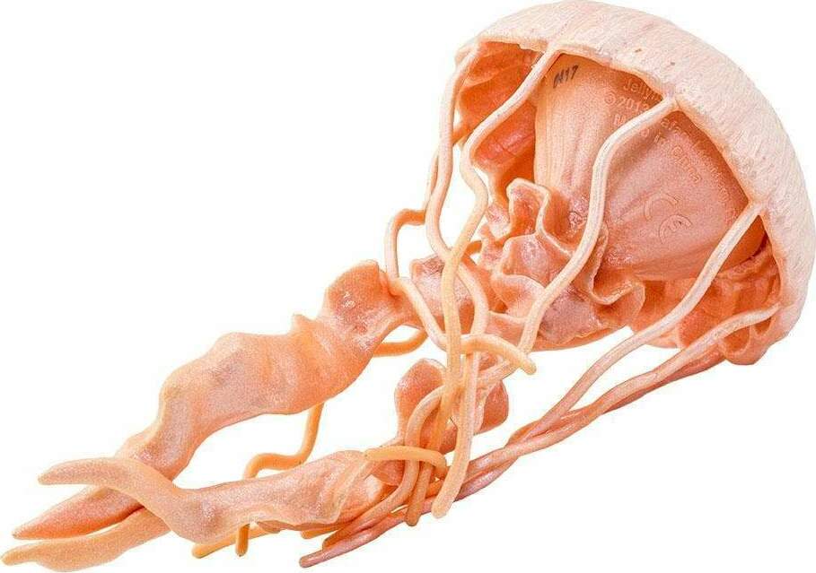 Jellyfish Toy