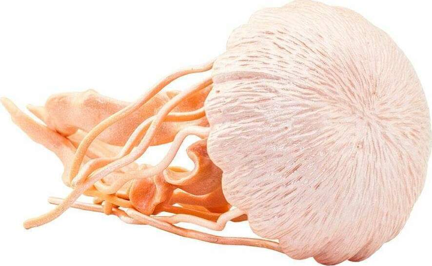 Jellyfish Toy
