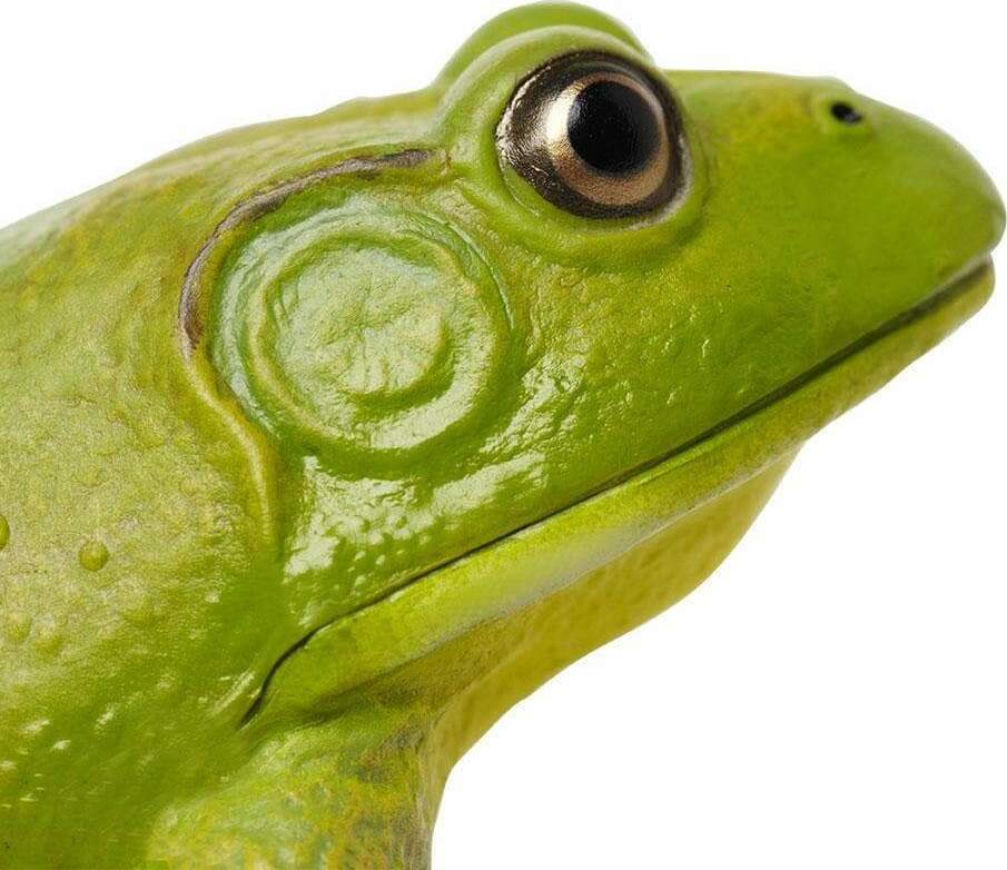 American Bullfrog Toy