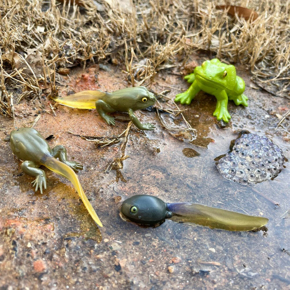 Life Cycle of a Frog