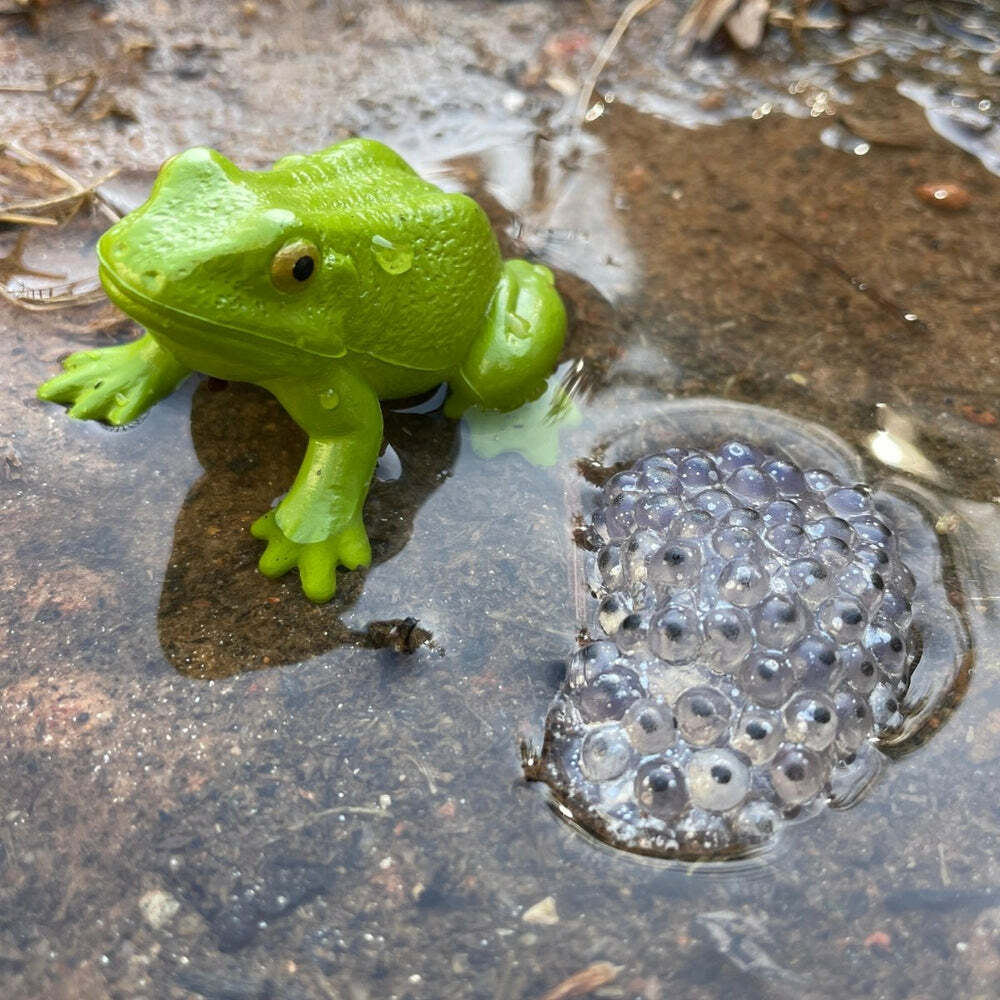 Life Cycle of a Frog