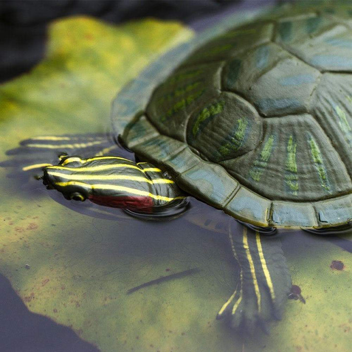 Red-Eared Slider Turtle Toy