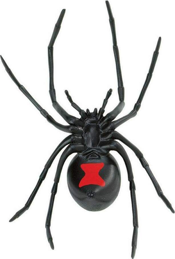 Black Widow Spider