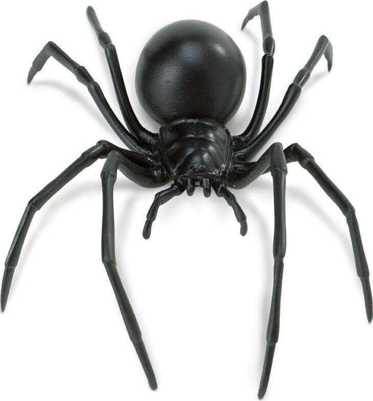 Black Widow Spider