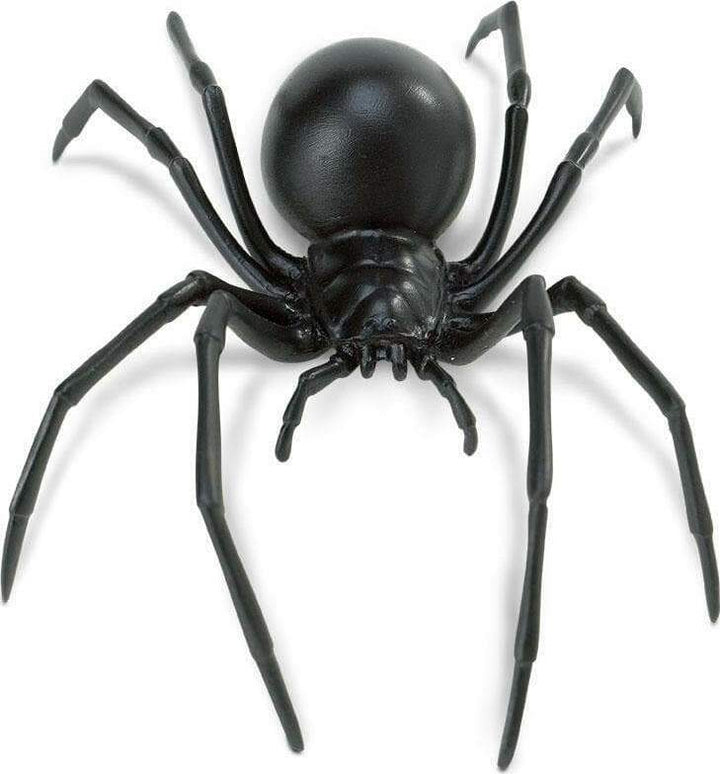 Black Widow Spider