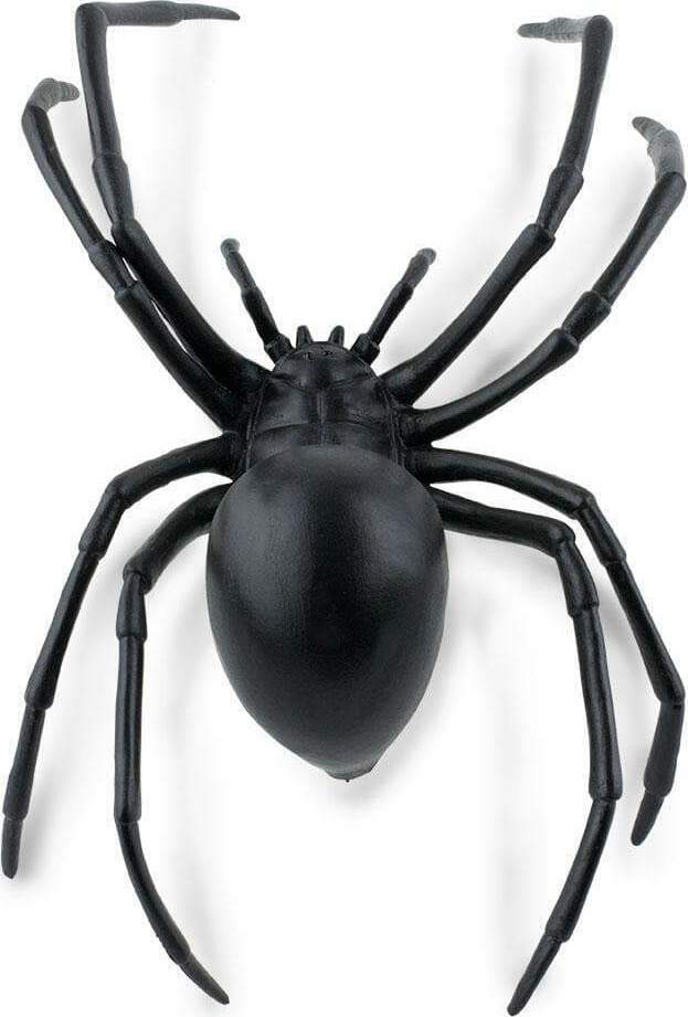 Black Widow Spider