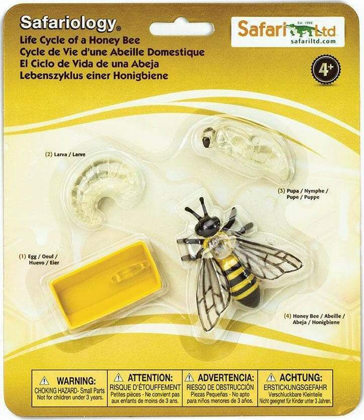 Life Cycle of a Honey Bee