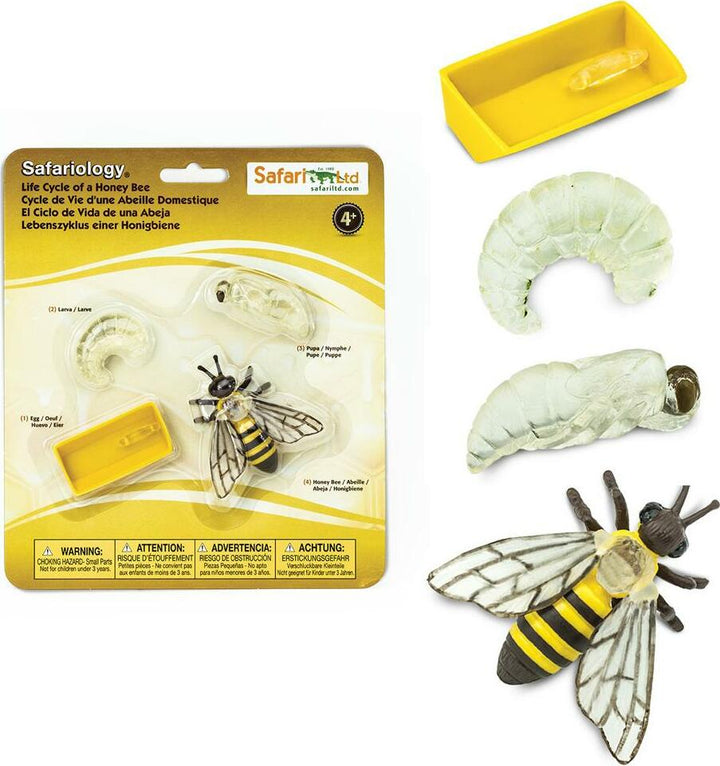 Life Cycle of a Honey Bee