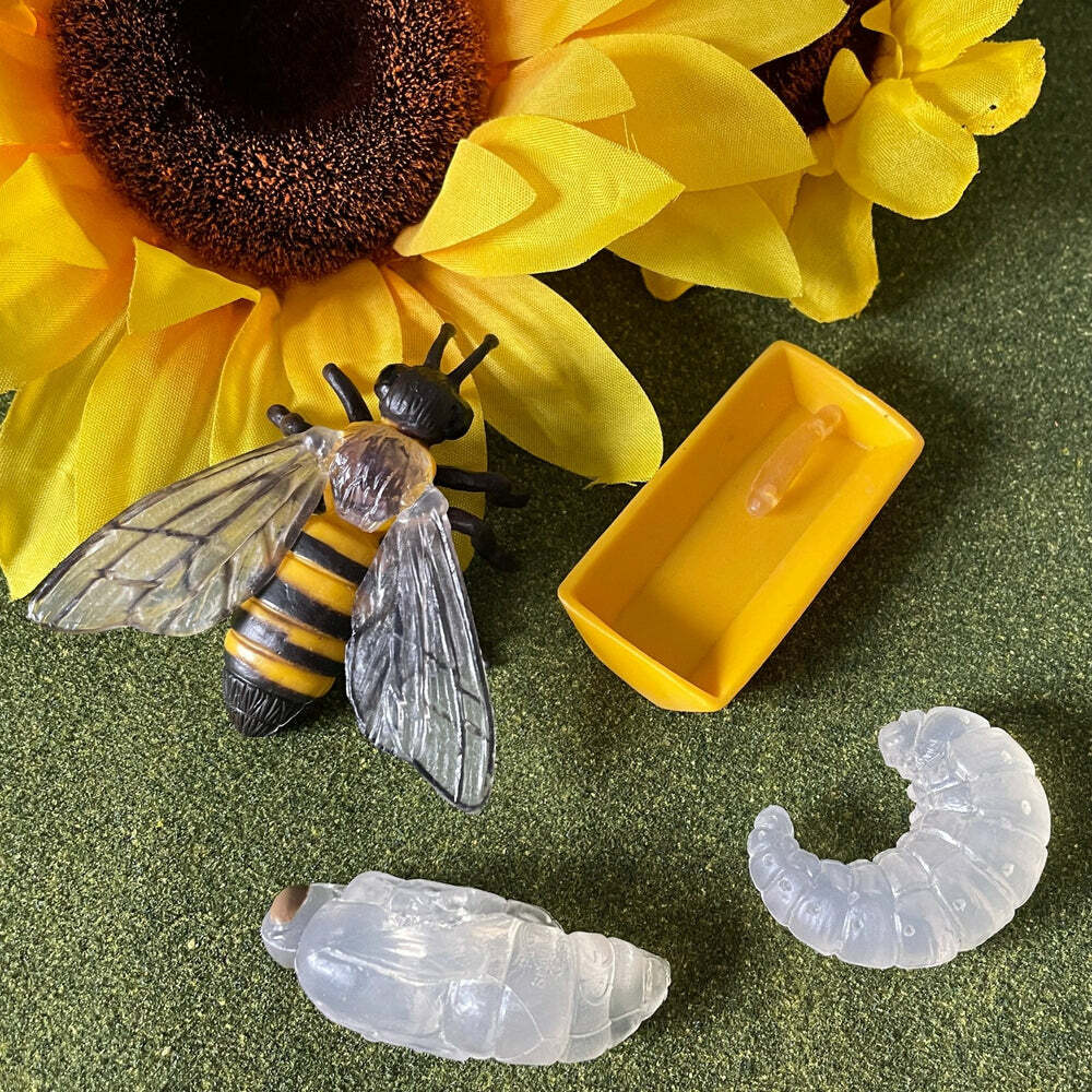 Life Cycle of a Honey Bee