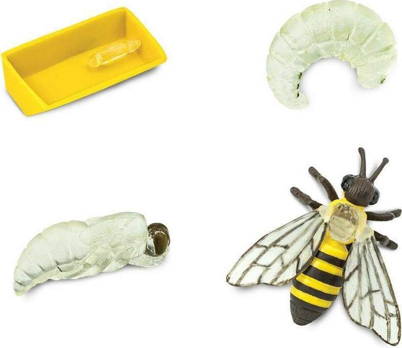 Life Cycle of a Honey Bee