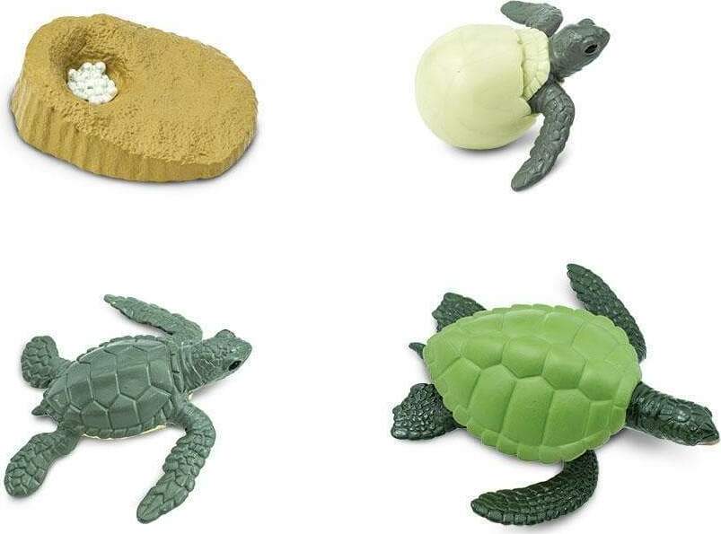 Life Cycle of a Green Sea Turtle