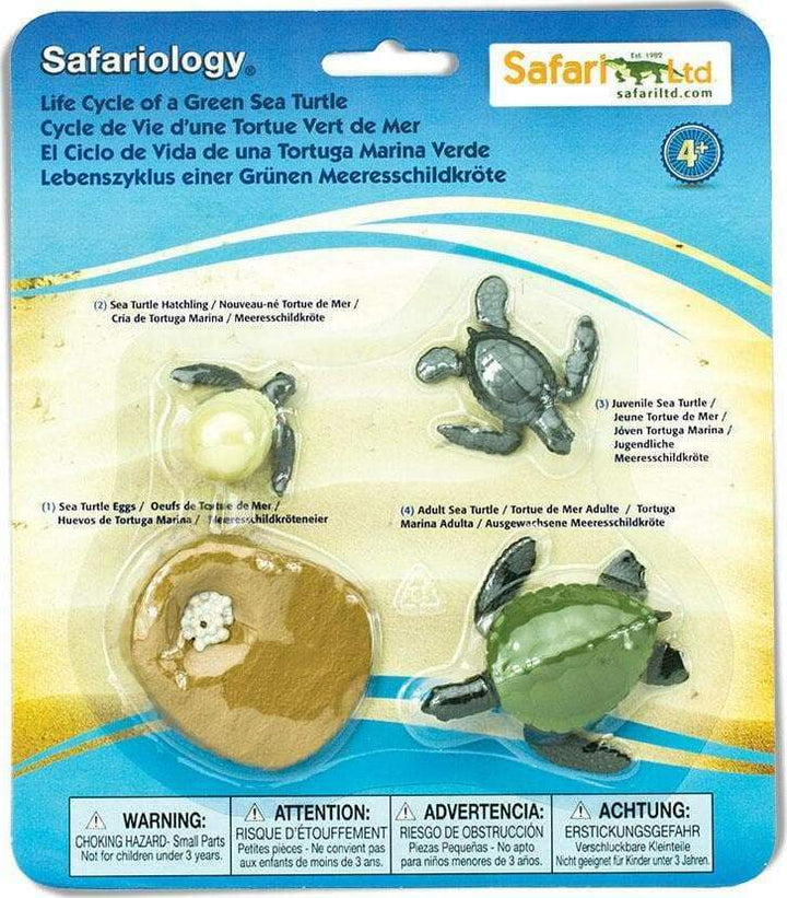 Life Cycle of a Green Sea Turtle