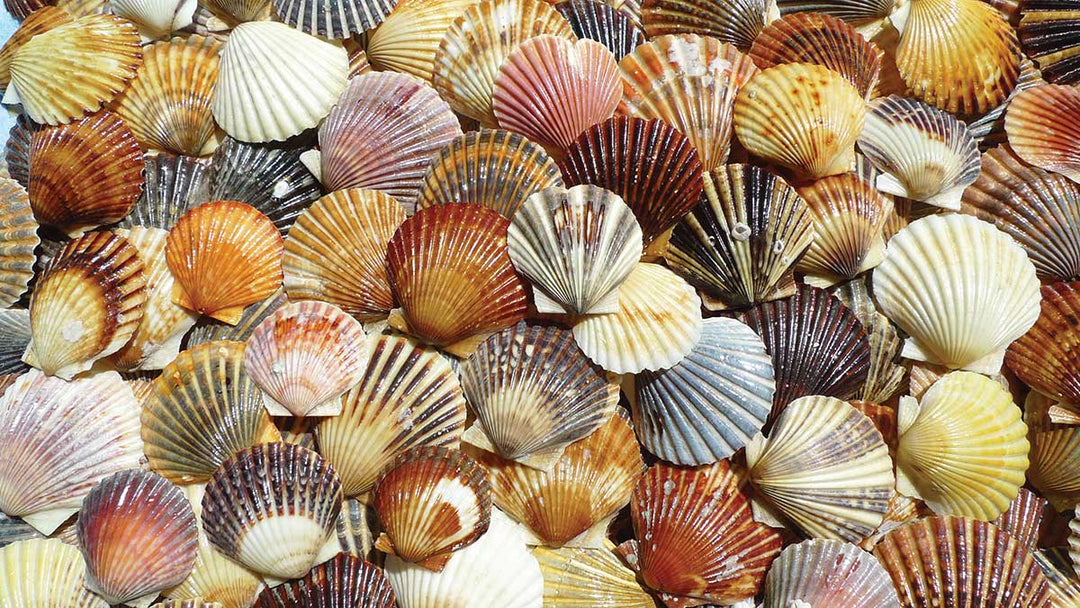 Bay Scallop Beauties 550