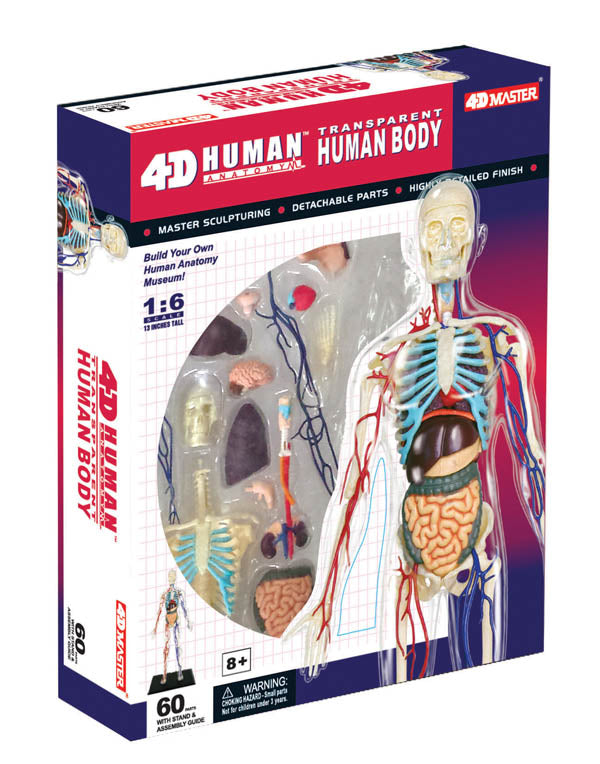 4D Transparent Human Body