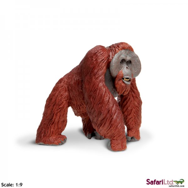 Wildlife Wonders Bornean Orangutan