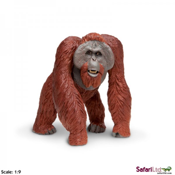 Wildlife Wonders Bornean Orangutan