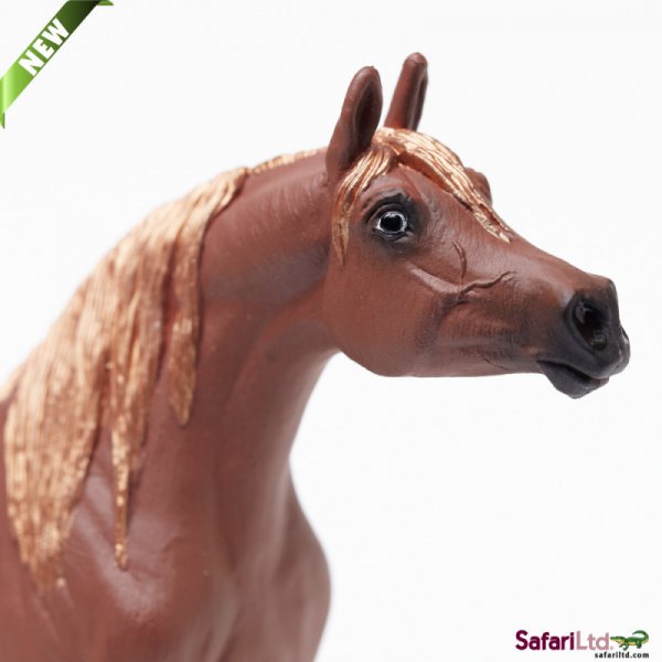 Horse Arabian Mare