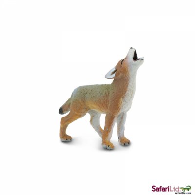 North American Wildlife Coyote Pup