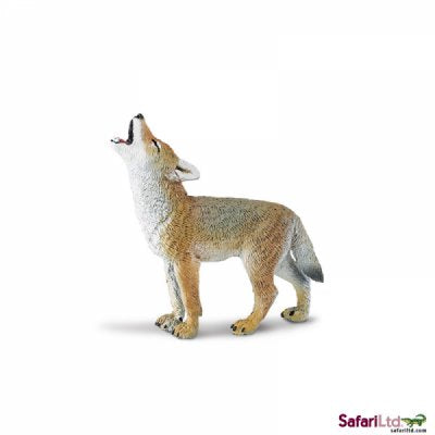 North American Wildlife Coyote Pup