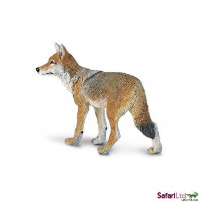 North American Wildlife Coyote