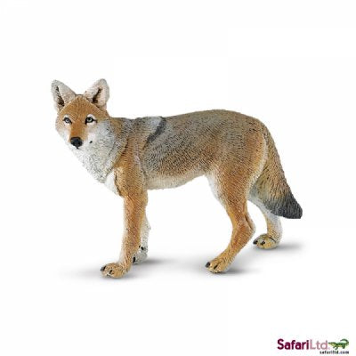 North American Wildlife Coyote