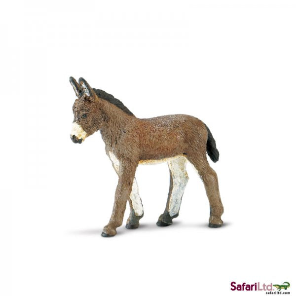 Farm Donkey Foal