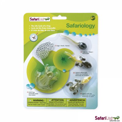 Safariology Life Cycle of a Frog