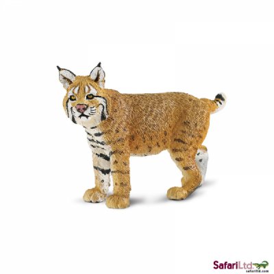 North American Wildlife Bobcat