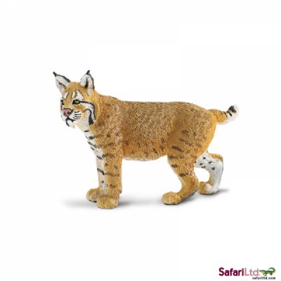 North American Wildlife Bobcat