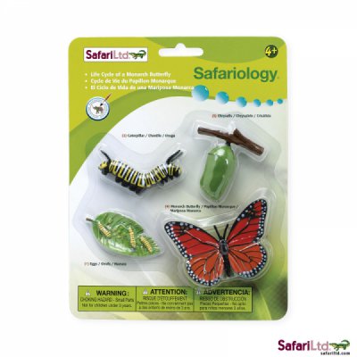 Safariology Life Cycle of a Monarch Butterfly