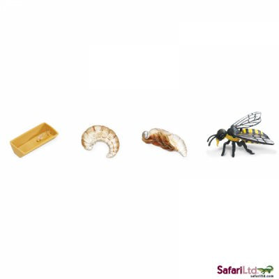 Safariology Life Cycle of a Honey Bee