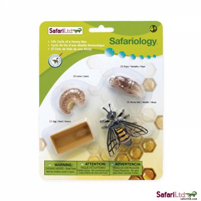 Safariology Life Cycle of a Honey Bee