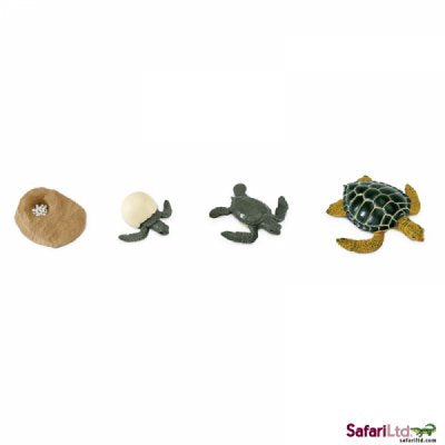 Safariology Life Cycle of a Sea Turtle