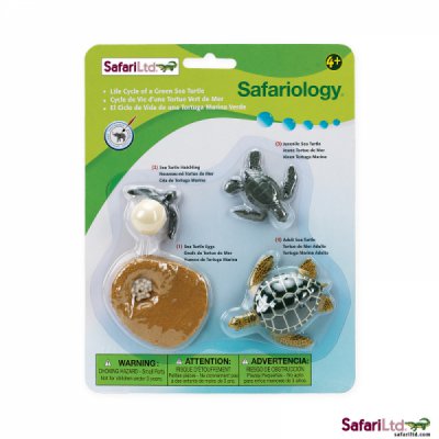 Safariology Life Cycle of a Sea Turtle