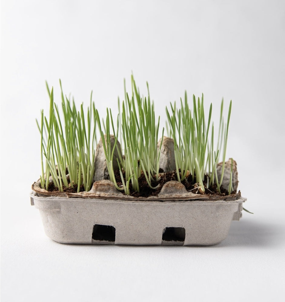 Egg Coloring & Grass Growing Kit
