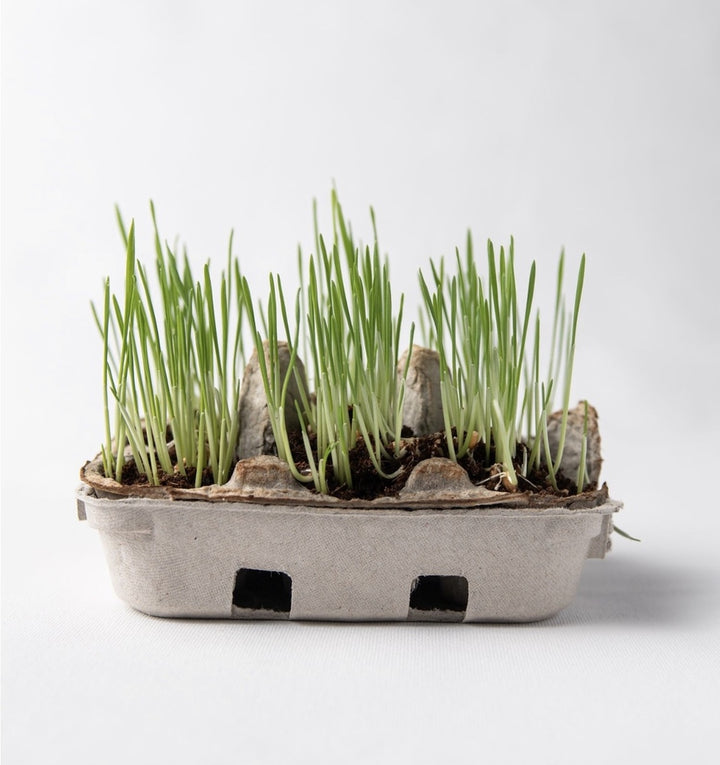 Egg Coloring & Grass Growing Kit