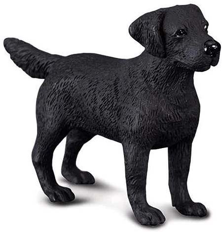 Black Labrador Retriever