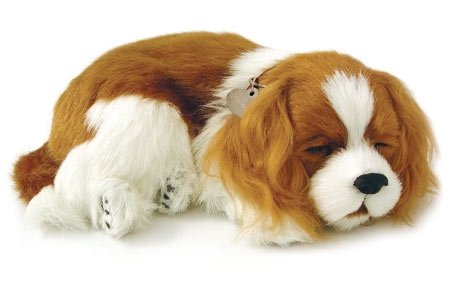 Perfect Petzzz Cavalier King Charles