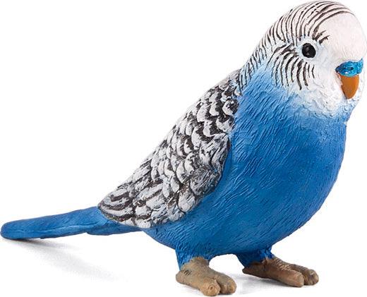 Budgierigar Blue