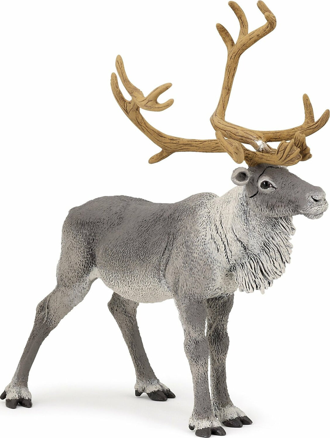 Reindeer