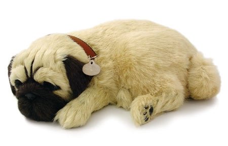 Perfect Petzzz Pug